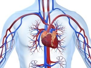 Cardiovascular Diagram